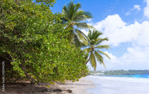 The Caribbean beach , Martinique island. © kovalenkovpetr