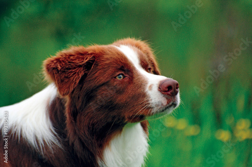 Portrait of border collie dog