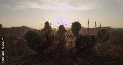 Close up cacti in Utah, golden hour sun glare