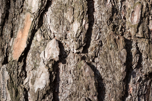 Rough surface of the chir pine bark