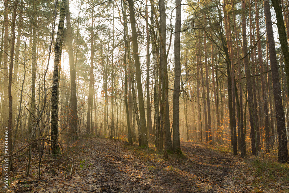 Obraz premium morgennebel im wald