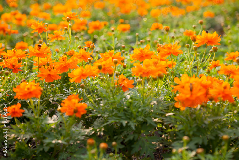 Many orange Cosmos flowers are blooming in full space. And feel refreshed when found.