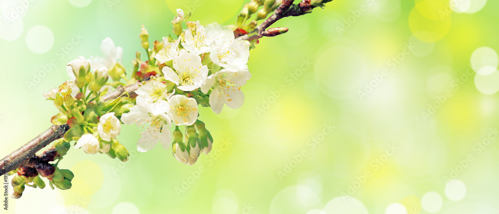 Fototapeta premium Wiosna nadeszła!