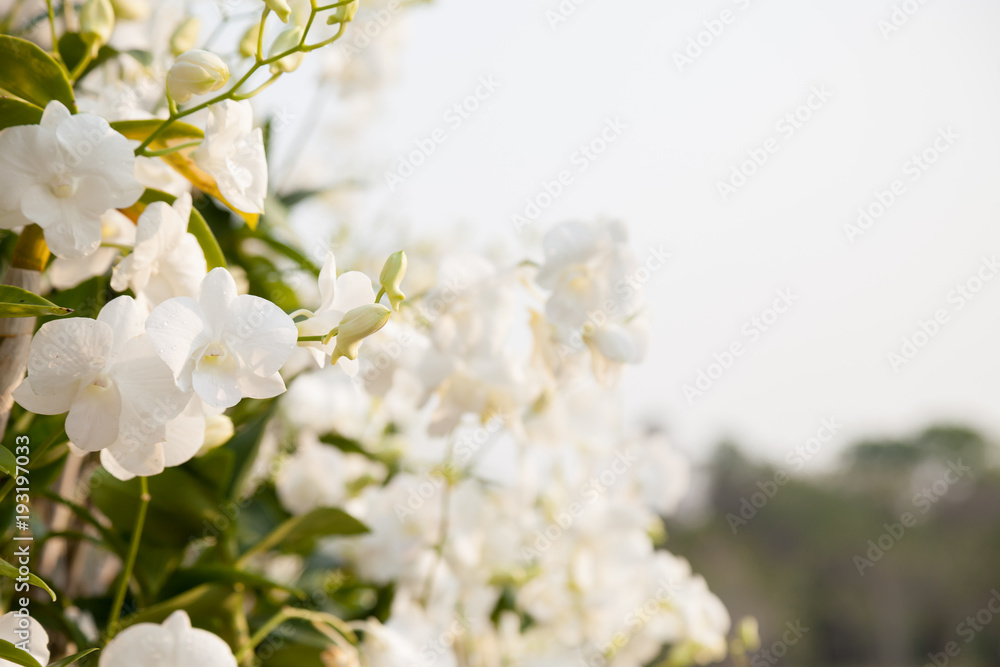 Beautiful white orchid in public park Beautiful white orchid in public park