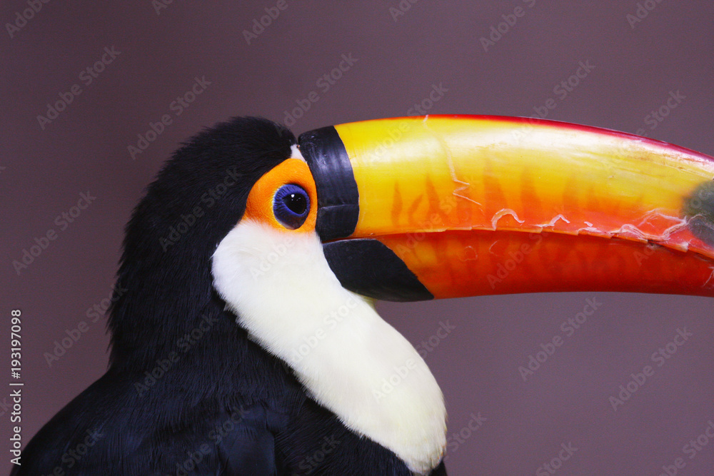 Naklejka premium Toucan bird