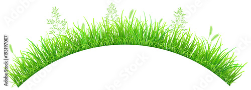 Green grass and spikelets in the shape of an arc on white background