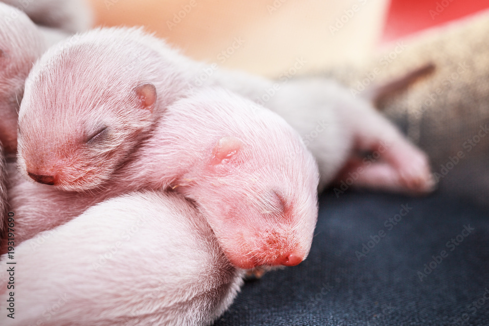 ferret babies 3-days newborn