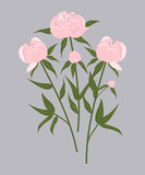 Bouquet of pink peonies on a gray background. Spring flowers with leaves. Vector illustration.