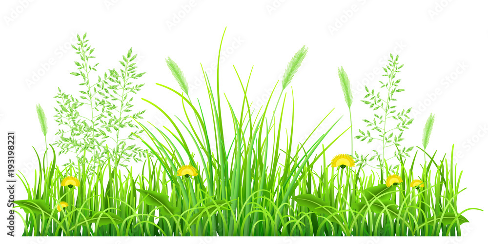 Naklejka Zielona trawa z dandelions i spikelets na białym tle