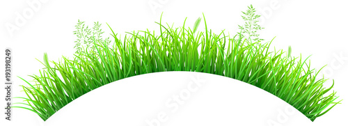 Green grass and spikelets in the shape of an arc on white background