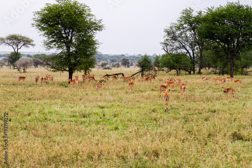 Thomson s gazelle  Eudorcas thomsonii   known as tommie  the most common type of gazelle in East Africa in Serengeti ecosystem  Tanzania  Africa