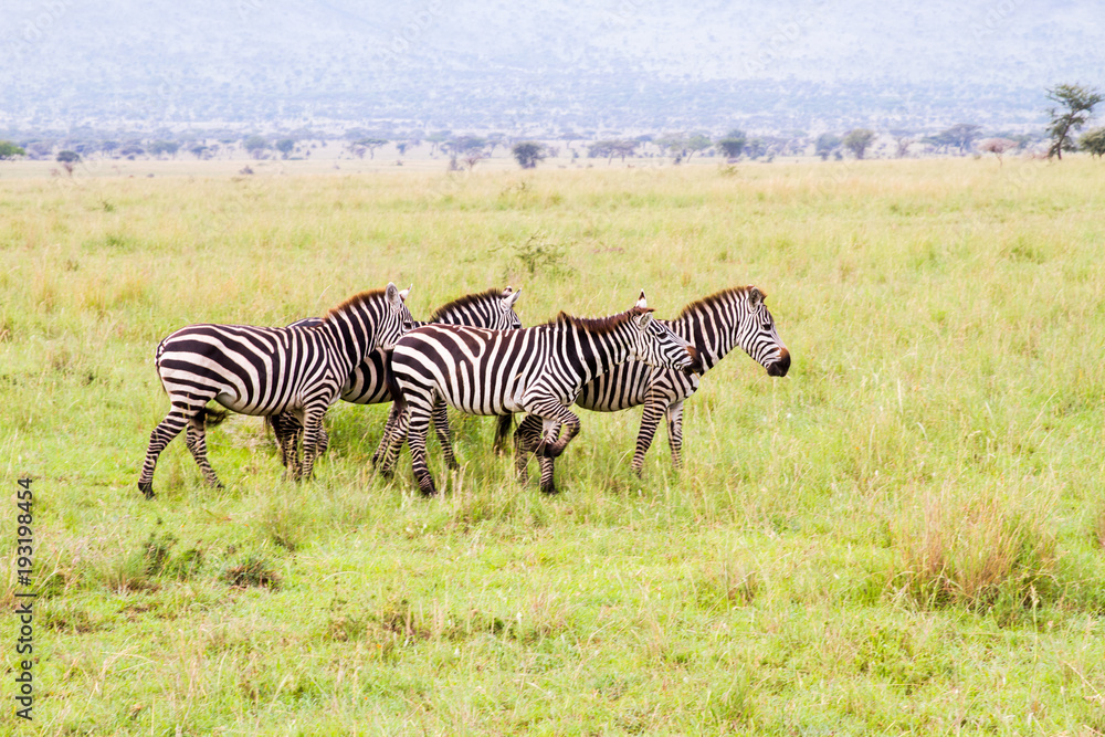 Naklejka premium Field with zebras and blue wildebeest