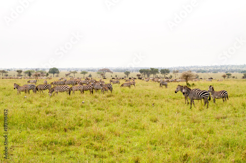 Field with zebras and blue wildebeest