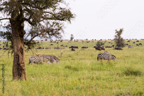 Field with zebras and blue wildebeest