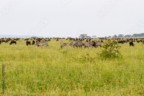 Wallpaper Mural Field with zebras and blue wildebeest Torontodigital.ca