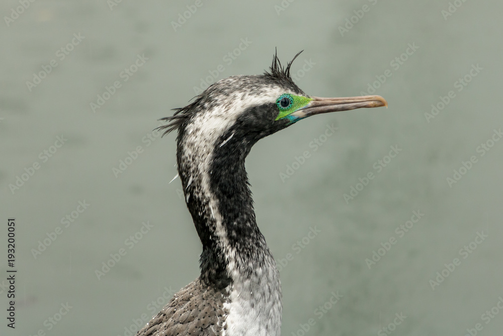 Fototapeta premium Spotted Shag Head Close Up 