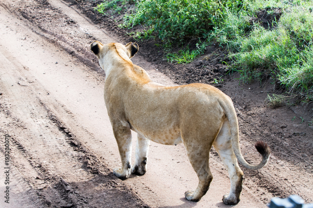 Obraz premium East African lionesses (Panthera leo) in Serengeti National Park, Tanzania