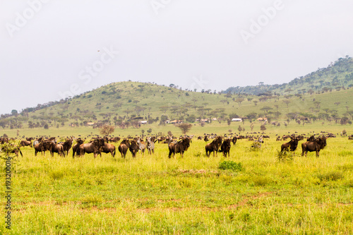 Field with zebras and blue wildebeest in Serengeti National Park, Tanzania