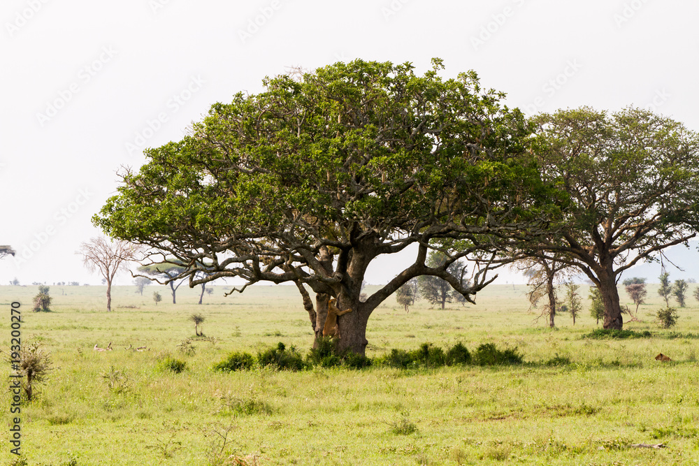 East African lionesses (Panthera leo) and tree in Serengeti National Park, Tanzania East African lionesses (Panthera leo) and tree in Serengeti National Park, Tanzania