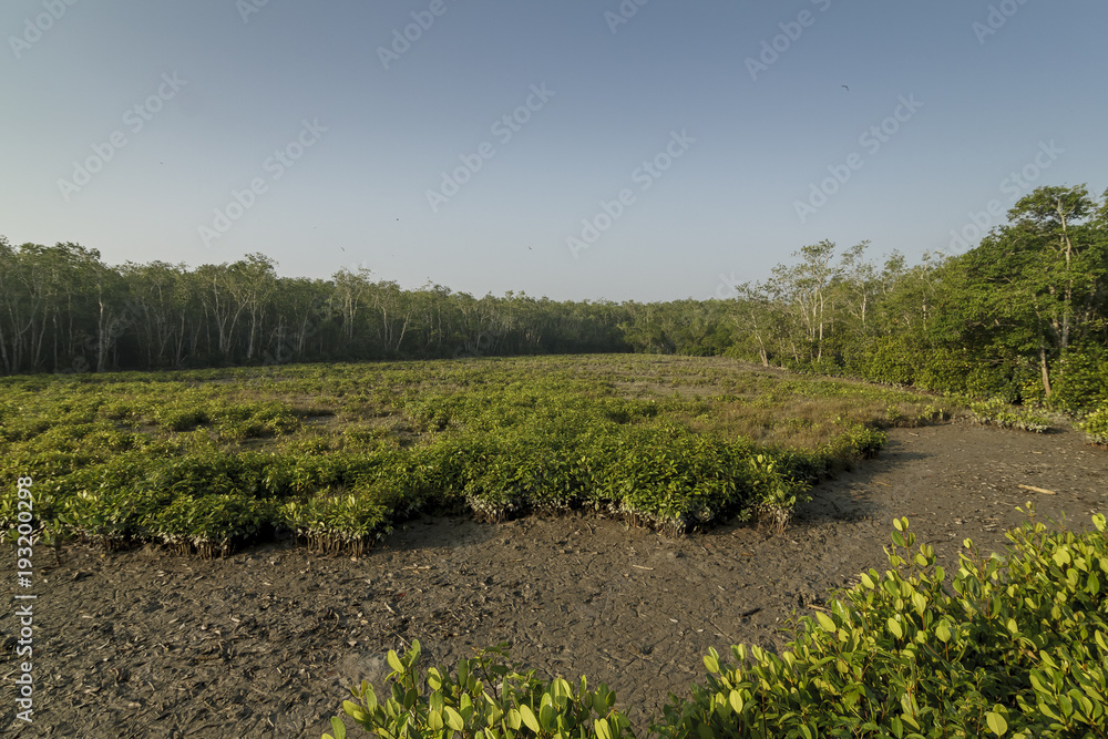 The Sundarbans is a vast forest in the coastal region of the Bay of Bengal and considered one of the natural wonders of the world.