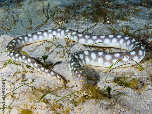 Sharptail Eel Hunting