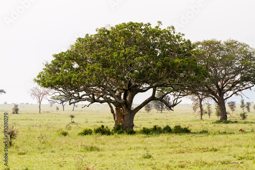 East African lionesses  Panthera leo  and tree in Serengeti National Park  Tanzania
