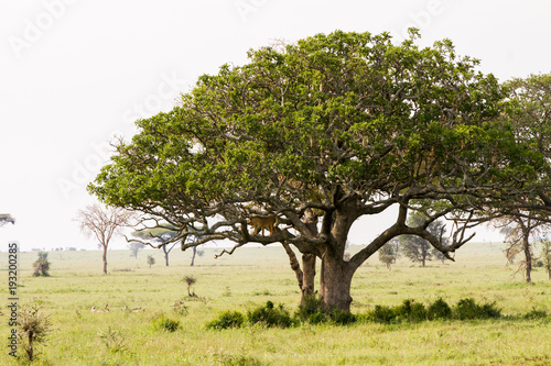 East African lionesses (Panthera leo) and tree in Serengeti National Park, Tanzania