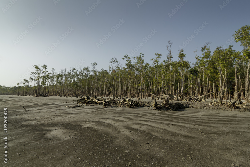 The Sundarbans is a vast forest in the coastal region of the Bay of Bengal and considered one of the natural wonders of the world.