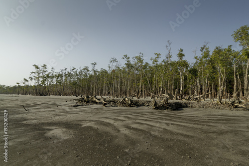 Obraz na płótnie The Sundarbans is a vast forest in the coastal region of the Bay of Bengal and considered one of the natural wonders of the world. w salonie