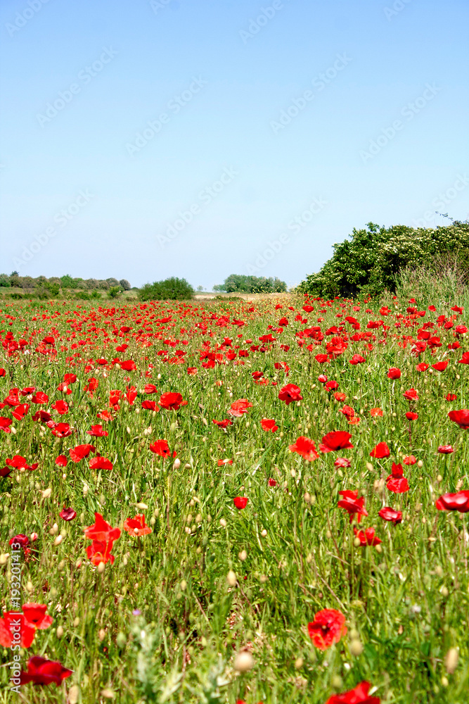 Red poppies blossom