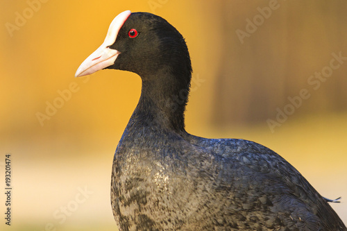 coot on a sunny spring day photo