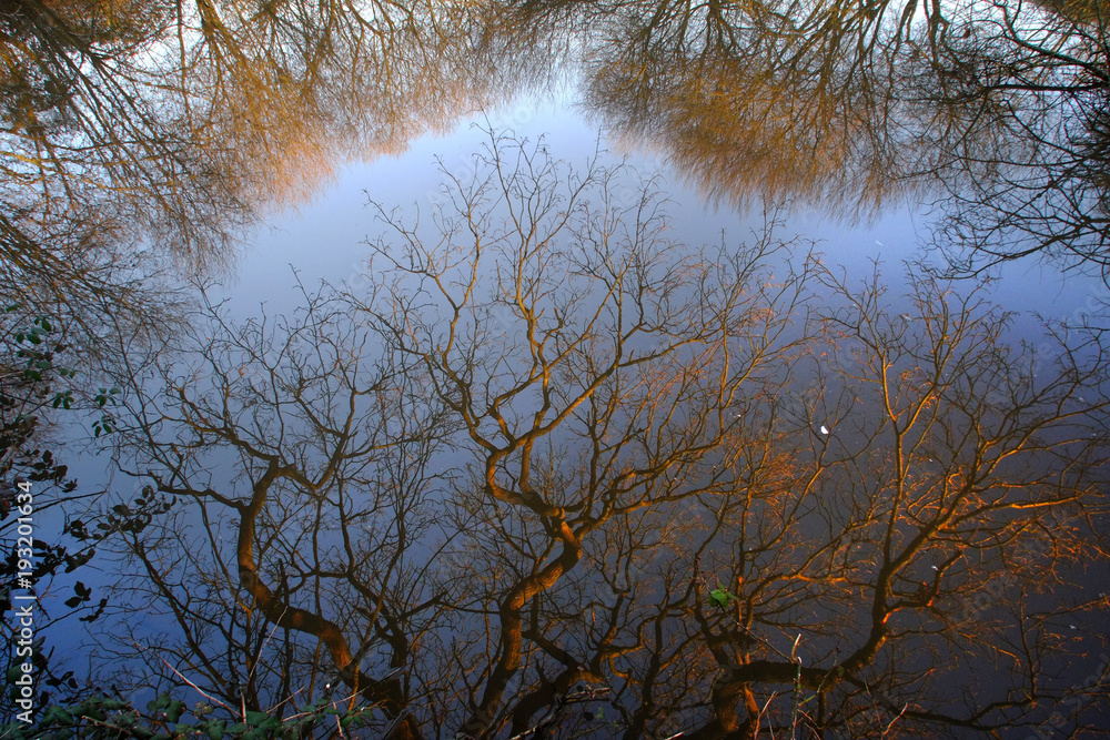 Fototapeta premium Tree reflections