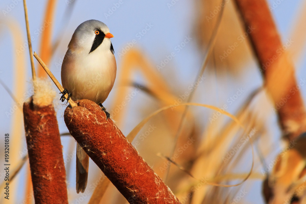 Fototapeta premium niesamowicie piękny dziki ptak