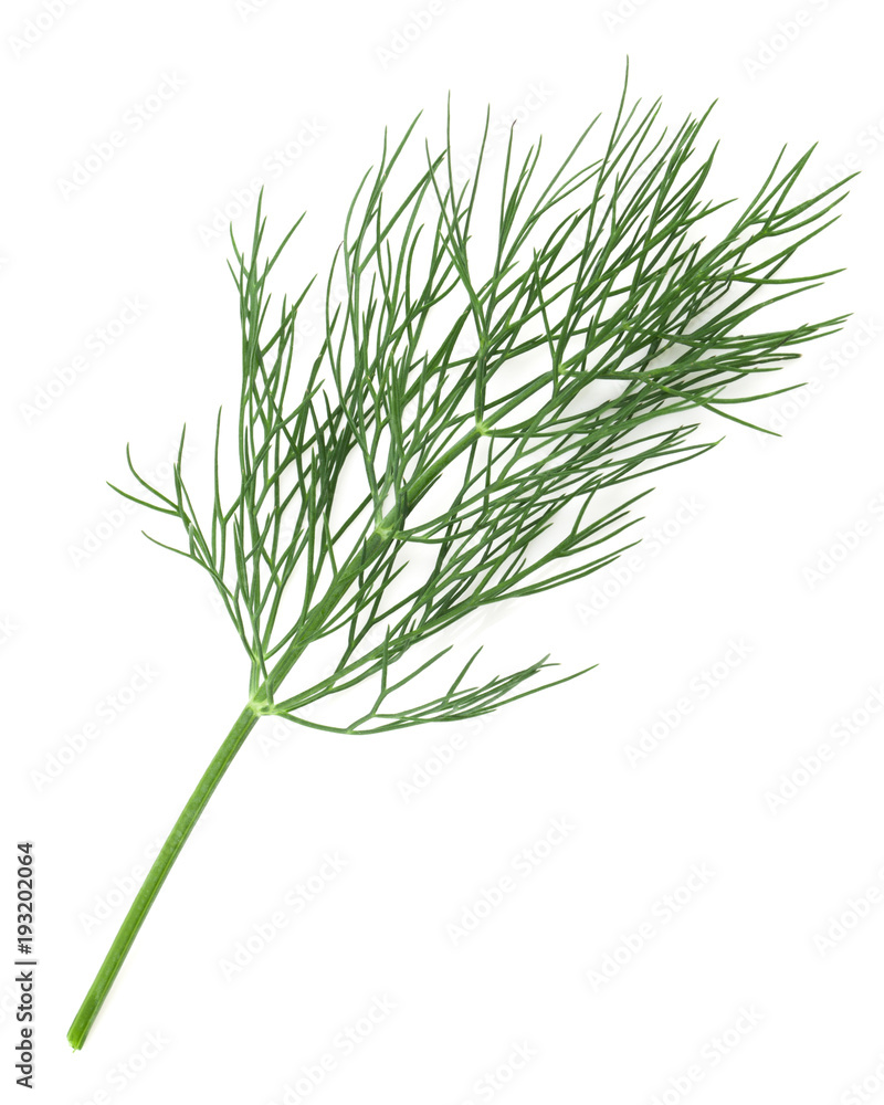 dill isolated on white dill isolated on white