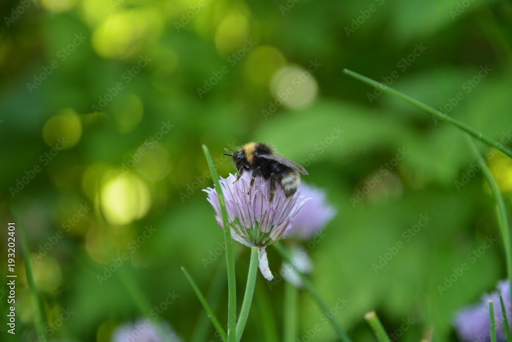 Hummel auf lila Schnittlauch Blüte im Detail, im grünen Garten mit Bokeh im Hintergrund Hummel auf lila Schnittlauch Blüte im Detail, im grünen Garten mit Bokeh im Hintergrund