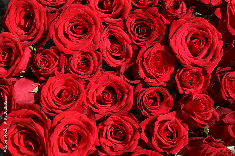 A Bouquet of wonderful red Roses closeup A Bouquet of wonderful red Roses closeup