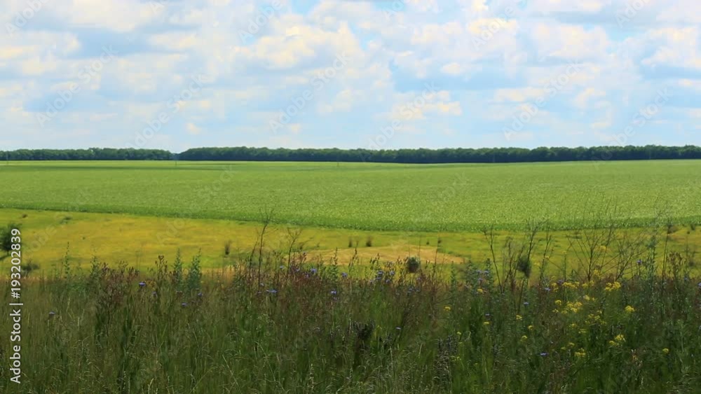 rural landscape with the grass and green field rural landscape with the grass and green field