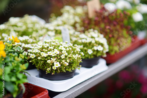 Beautiful colorful flowers sold in outdoor flower shop © MNStudio