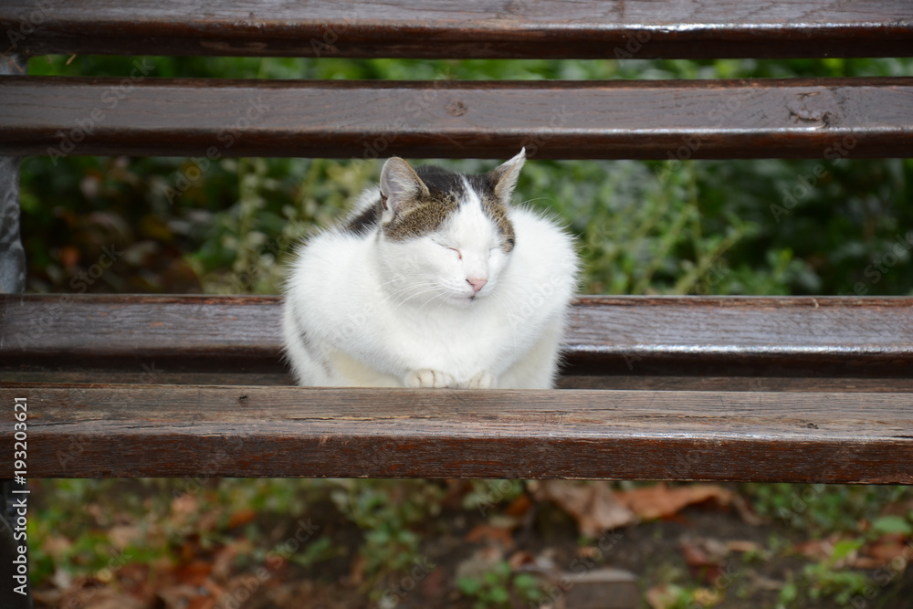 Naklejka premium The beautiful cat is sleeping on the bench in the park