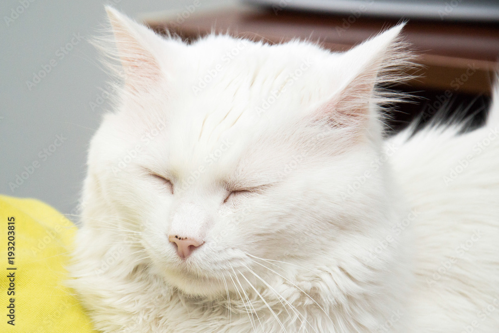 Naklejka premium Nice white cat sleep