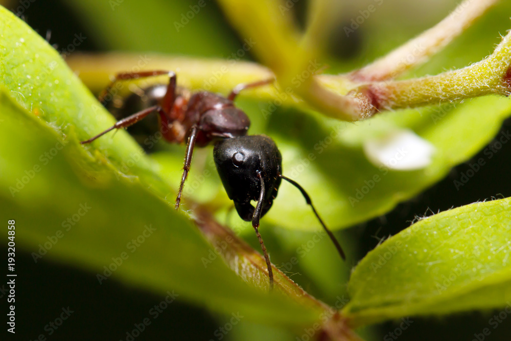 Ants on nature in the forest and green moss Ants on nature in the forest and green moss
