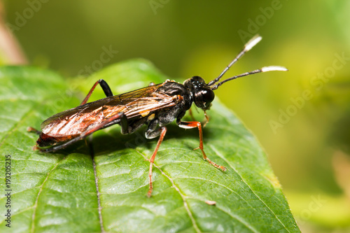 Long-billed beetle on white camomile © buglibu