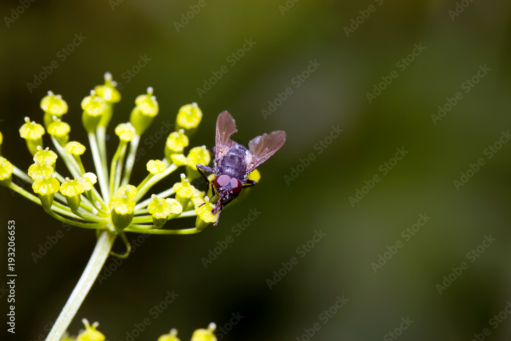 Fly sitting on camomile. Macro photo. White flower. Life of insects Fly sitting on camomile. Macro photo. White flower. Life of insects