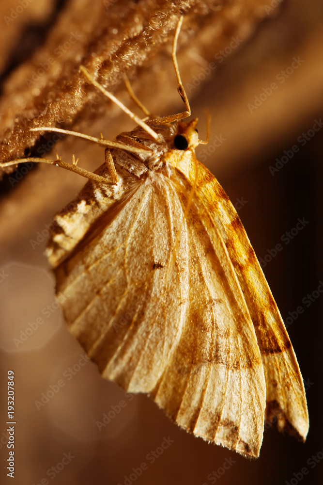 Butterfly with open wings in a top view as a flying migratory insect ...