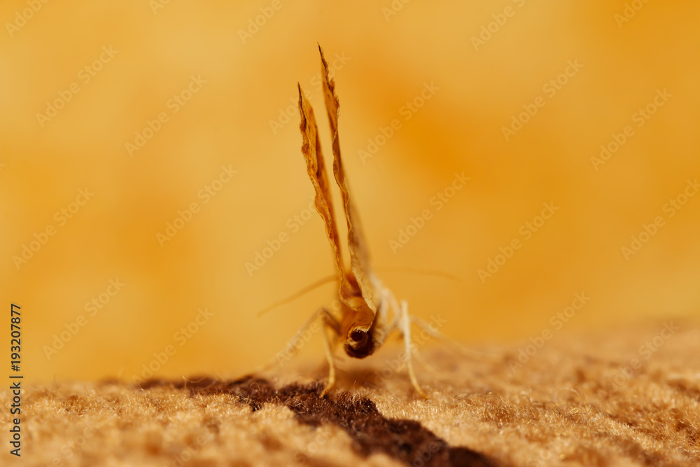 Butterfly with open wings in a top view as a flying migratory insect ...