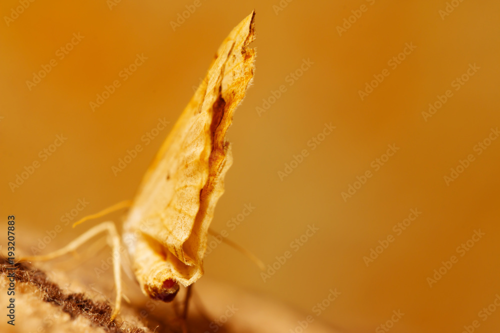 Butterfly with open wings in a top view as a flying migratory insect ...