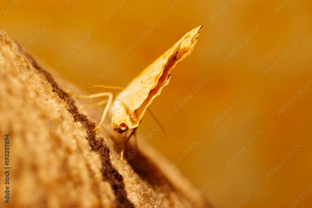 Butterfly with open wings in a top view as a flying migratory insect ...