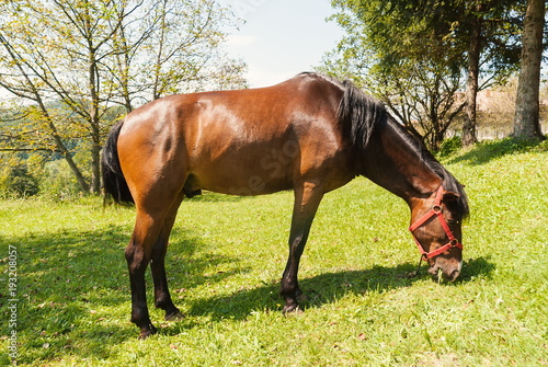 Brown horse on beautiful grass garden outdoor © AlemTMA