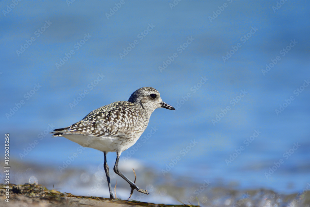 The grey plover (Pluvialis squatarola) on a beach, winter plumage The grey plover (Pluvialis squatarola) on a beach, winter plumage