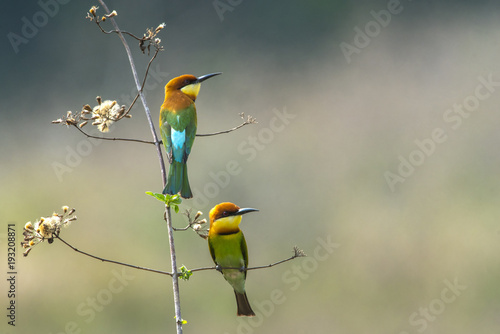 Canvas Print Beautiful bird  Chestnut-headed Bee-eater